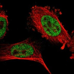 CCDC16 Antibody, Novus Biologicals 0.1mL; Unlabeled:Antibodies, Polyclonal